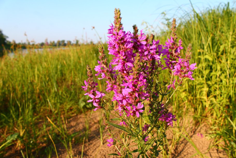 Дербенник Плакун