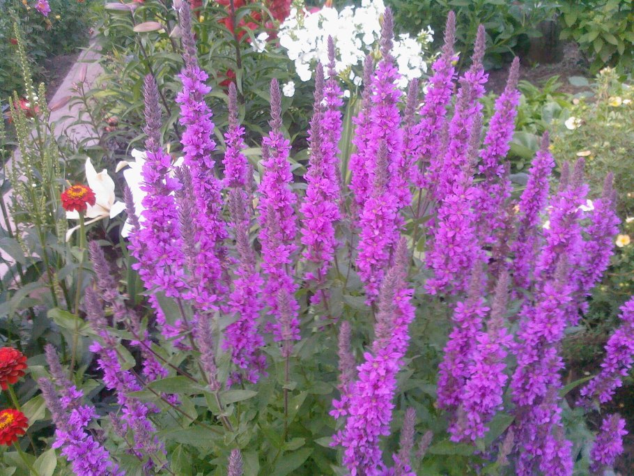 Иволистный дербенник пит Удольф