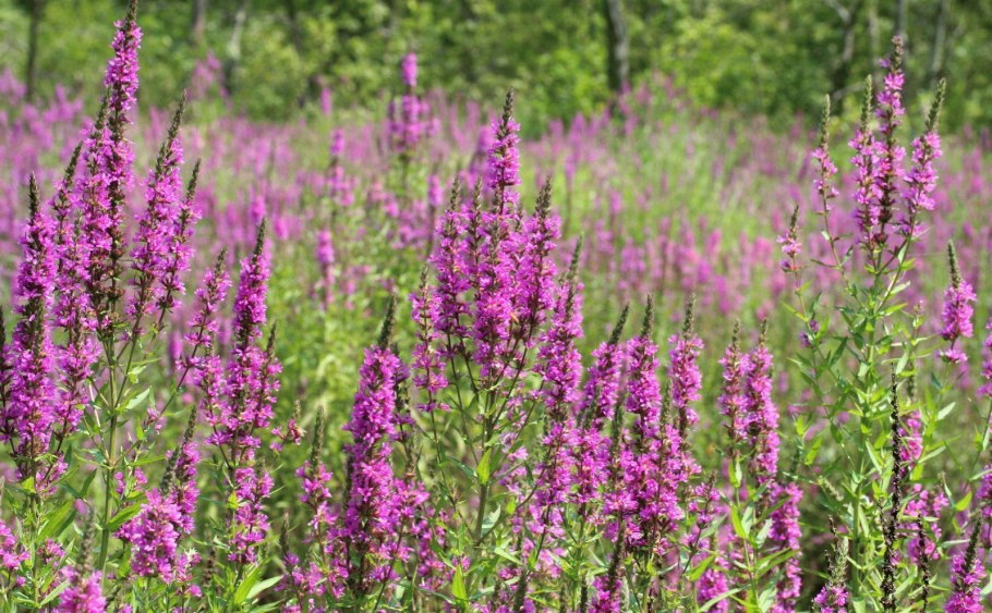 Lythrum salicaria
