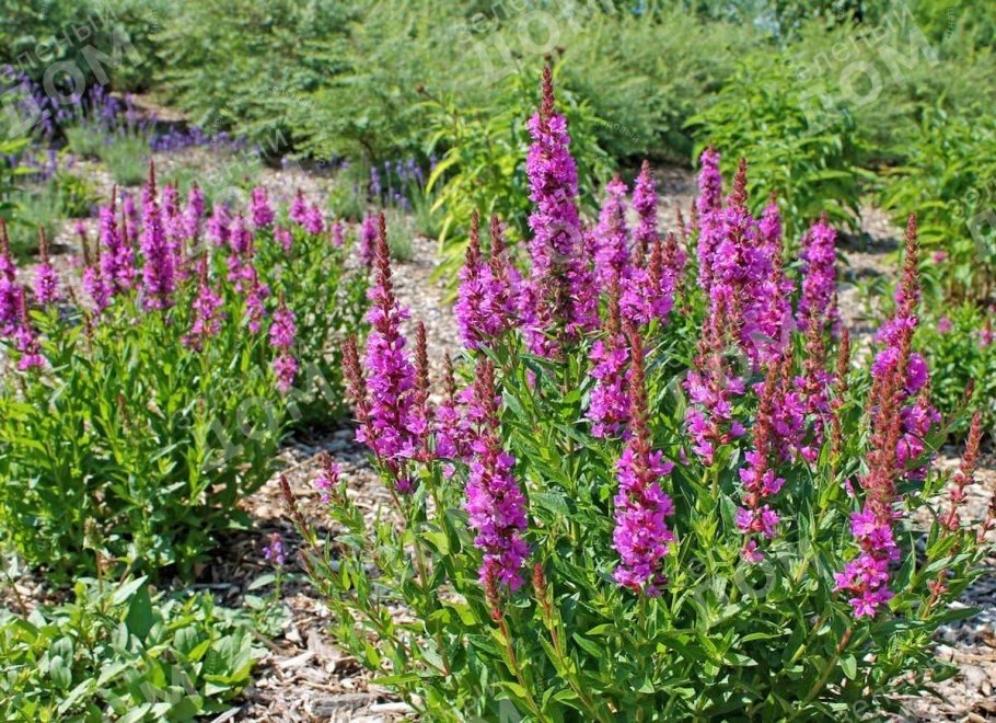 Дербенник иволистный Morden Pink