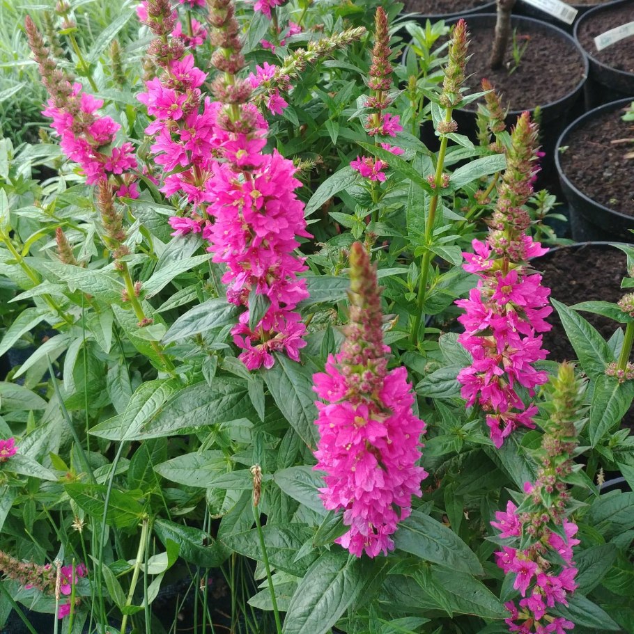 Дербенник ивоподобный Роберт