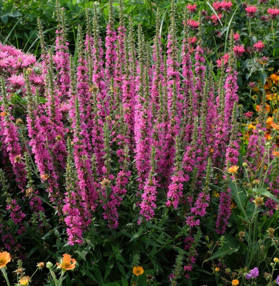 Дербенник иволистный (Lythrum salicaria &#96;Robert&#96;)