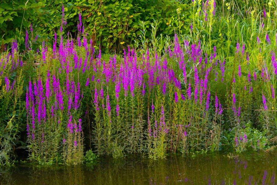 Дербенник иволистный