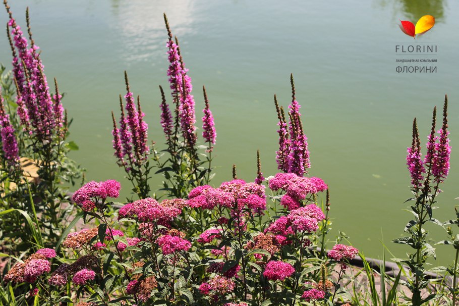 Дербенник иволистный Роберт в ландшафтном дизайне
