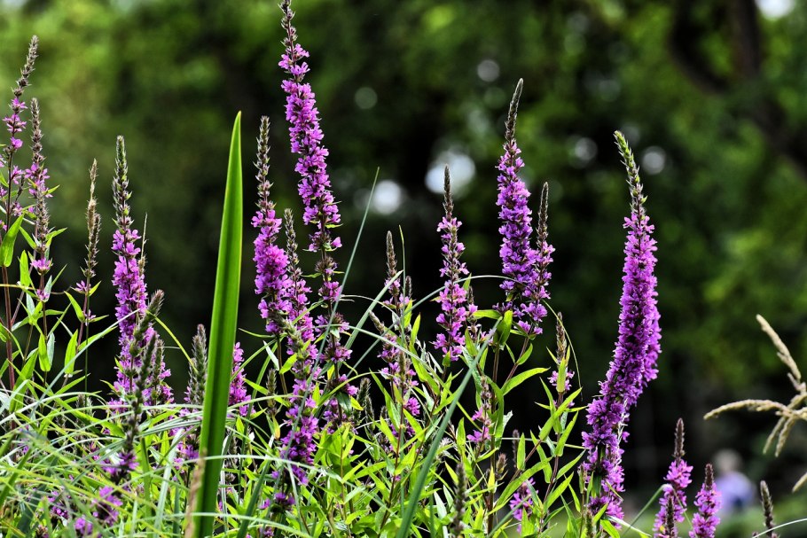 Вербейник криволистный