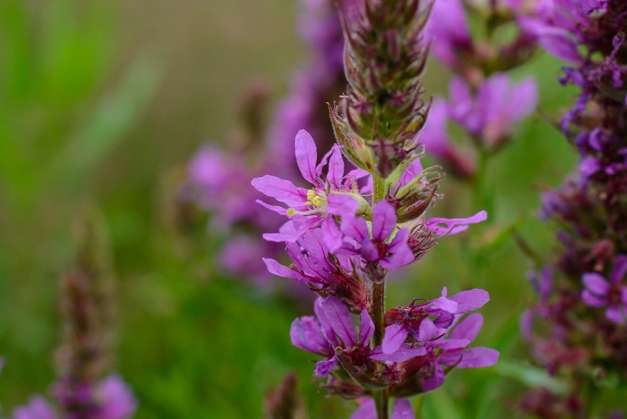 Дербенник иволистный (Lythrum salicaria)