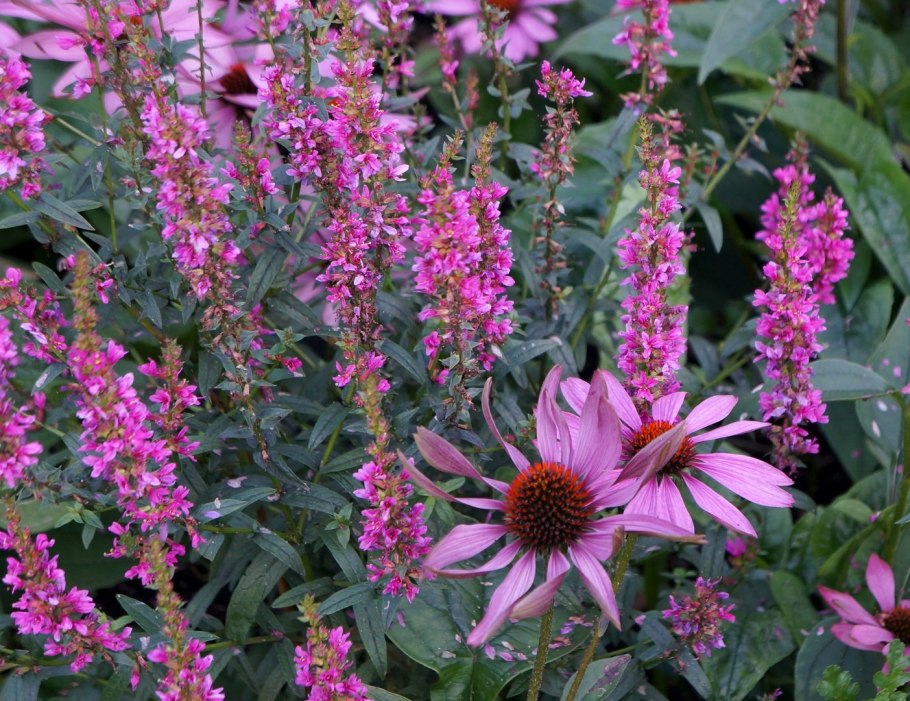 Дербенник пит Удольф