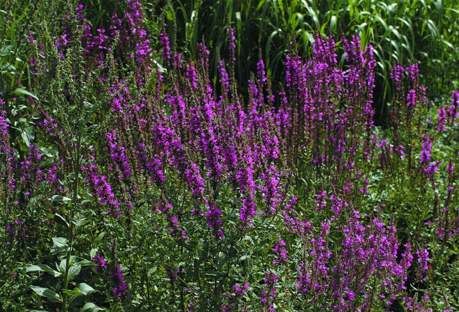 Дербенник Zigeunerblut