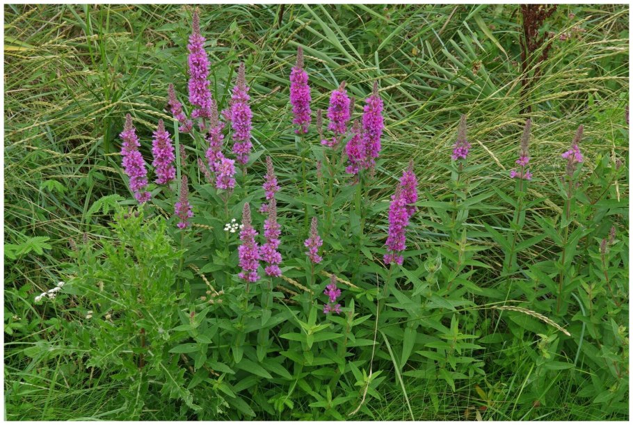 Дербенник вязолистный