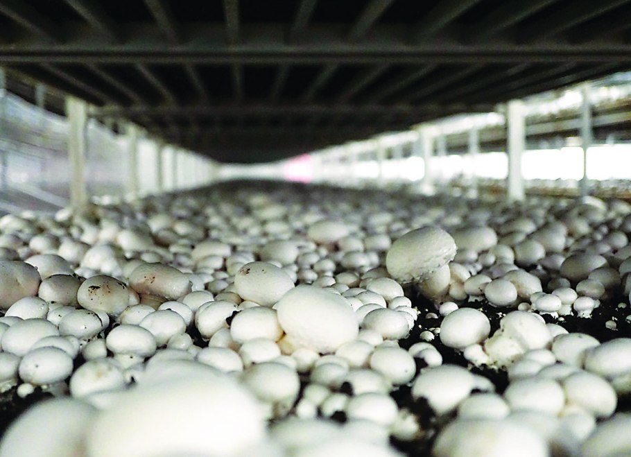 Выборжец шампиньоны