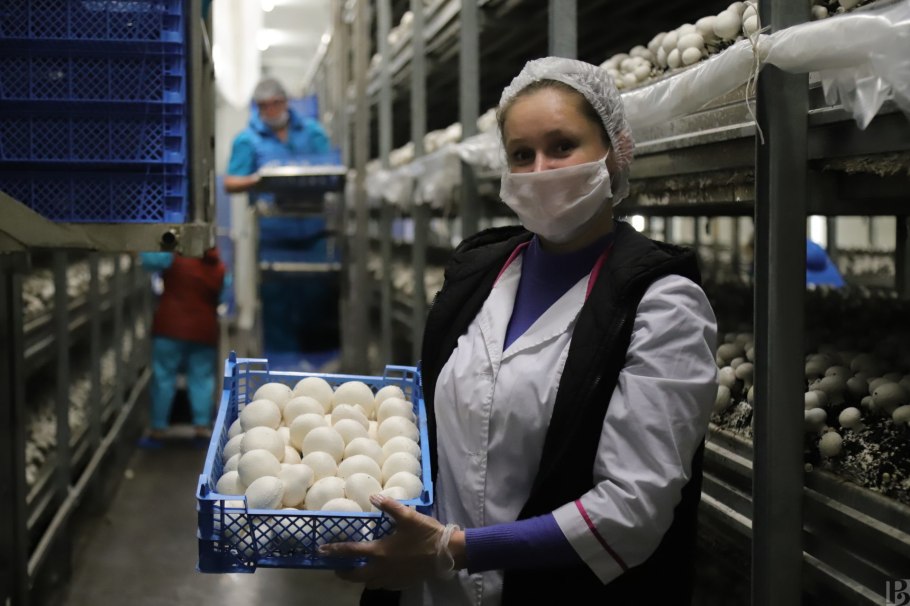 Грибница шампиньонов