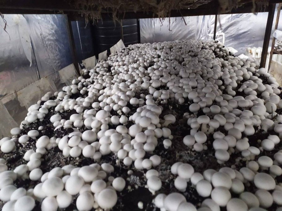 Заброшенная грибная ферма Воронеж