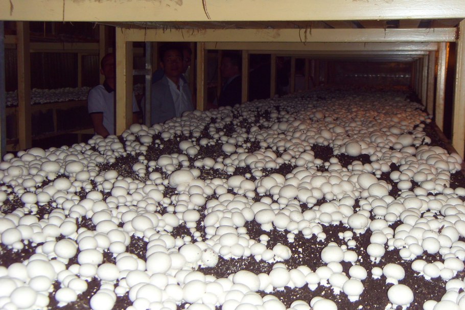 Грибная ферма шампиньоны