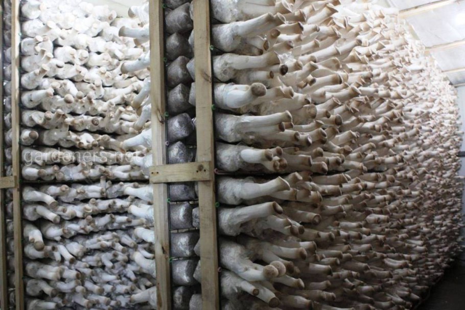 Вешенка грибы на ферме