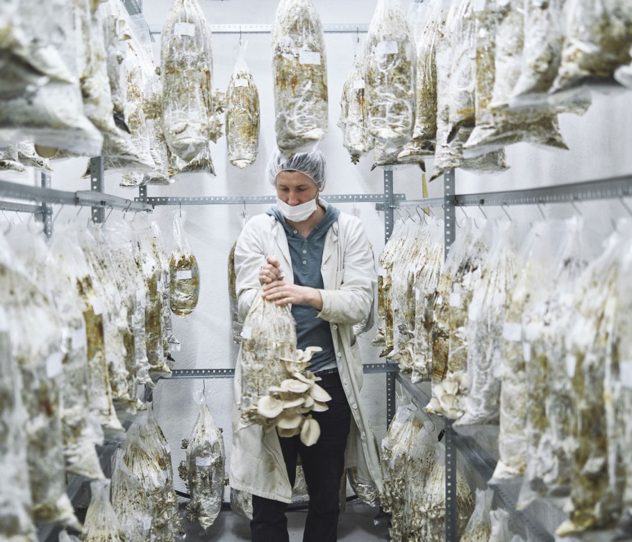 Грибоводство шампиньонов