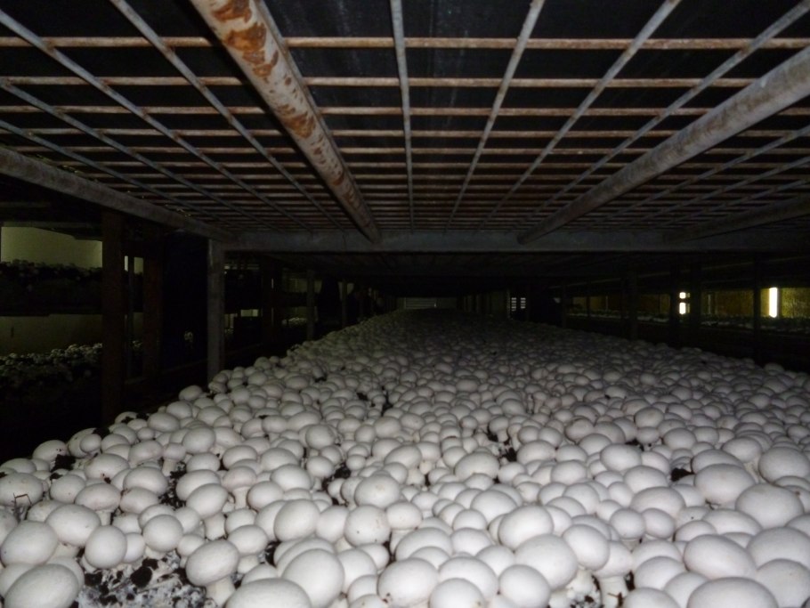 Бизнес идеи для села