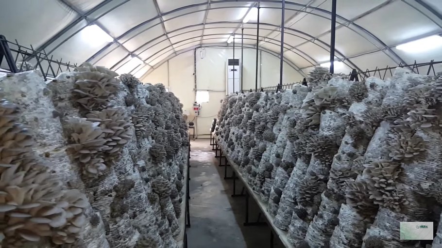 Грибная ферма "Чибизовка"