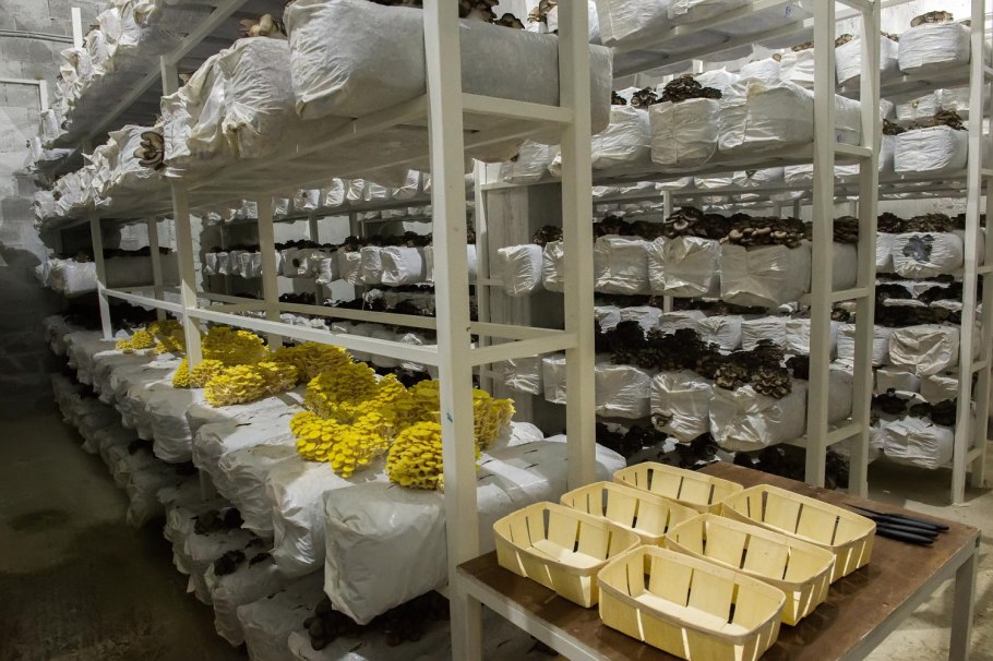 Субстратный мицелий шампиньонов