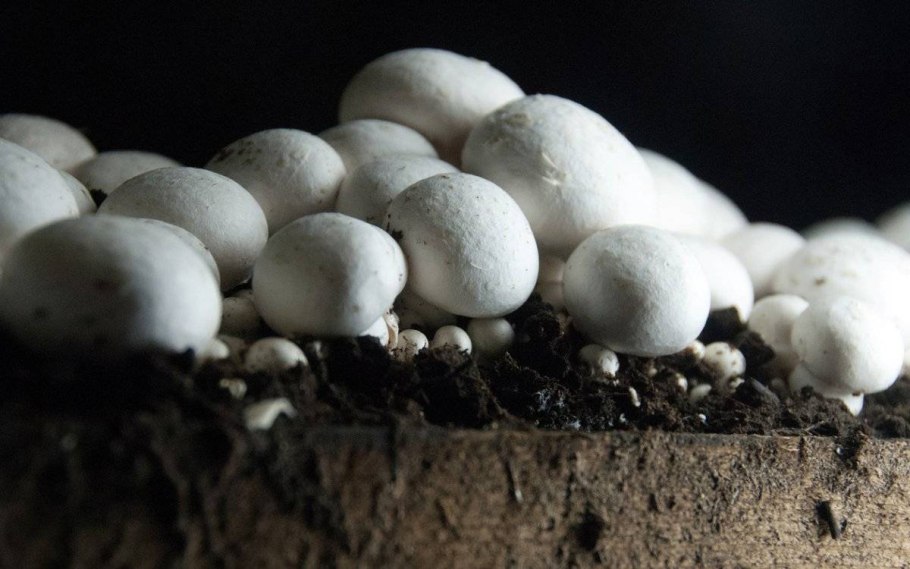 Грибная ферма GRIBFERM