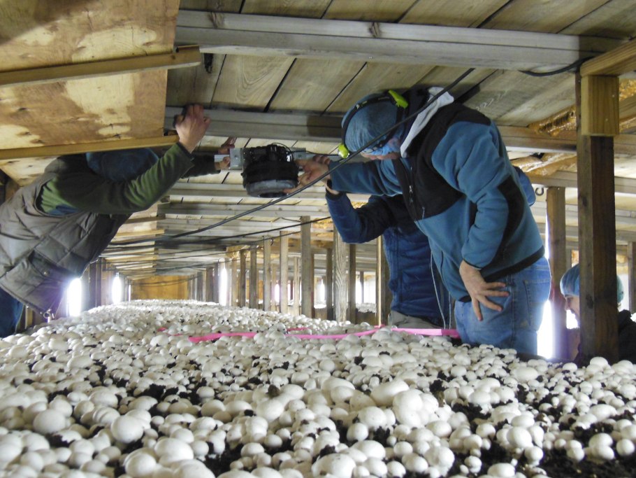 Оборудование для грибоводства шампиньоны