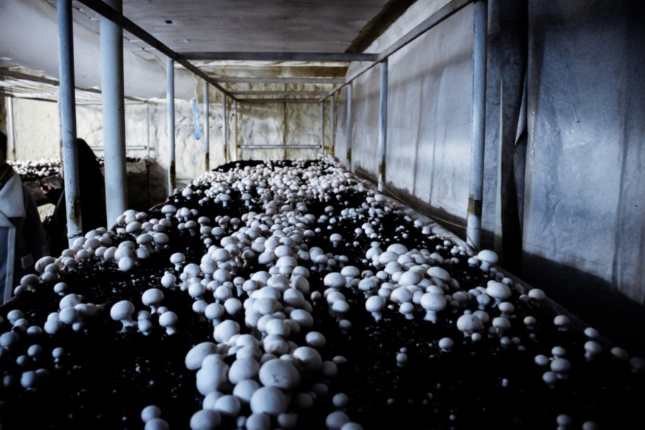 Рогачевка шампиньон