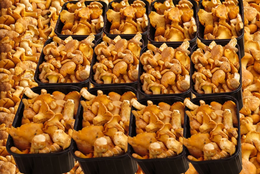 Грибная ферма рейши