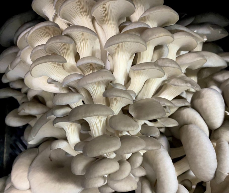 Шиитаке ферма