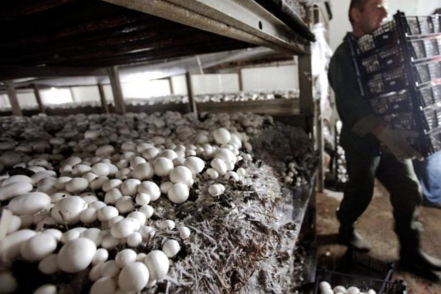 Грибоводство шампиньонов