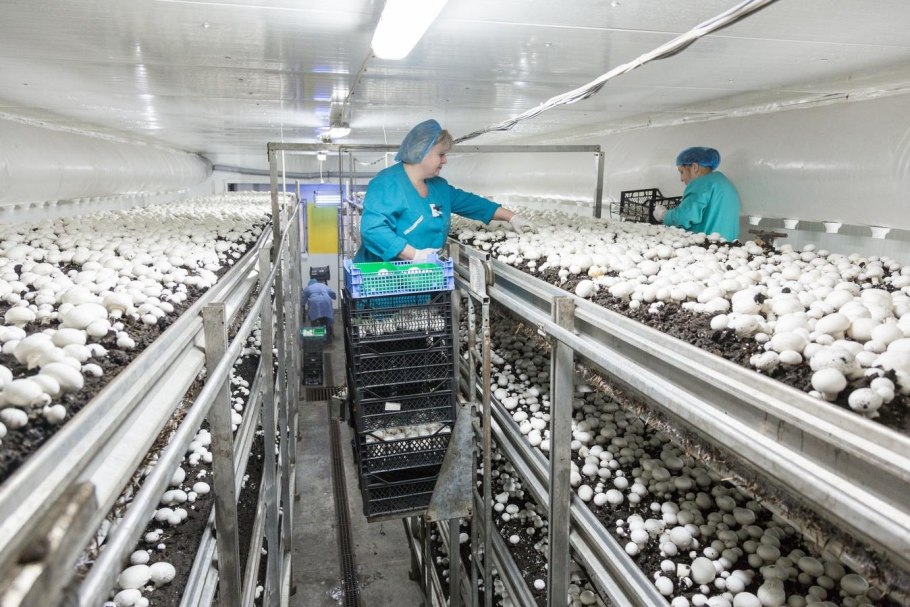 Грибная ферма планировка