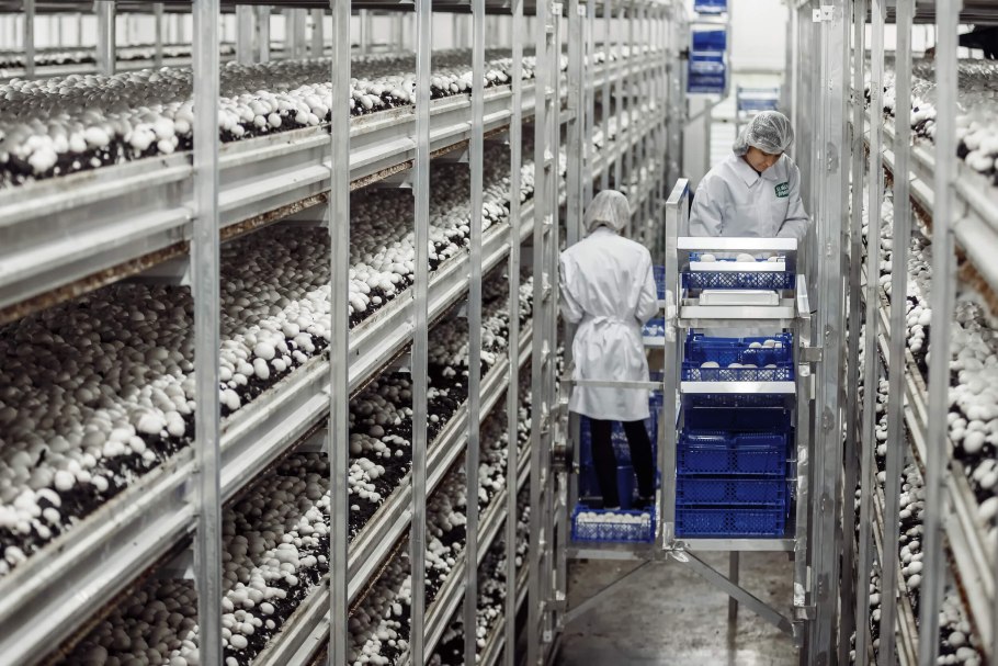 Грибная ферма экскурсия