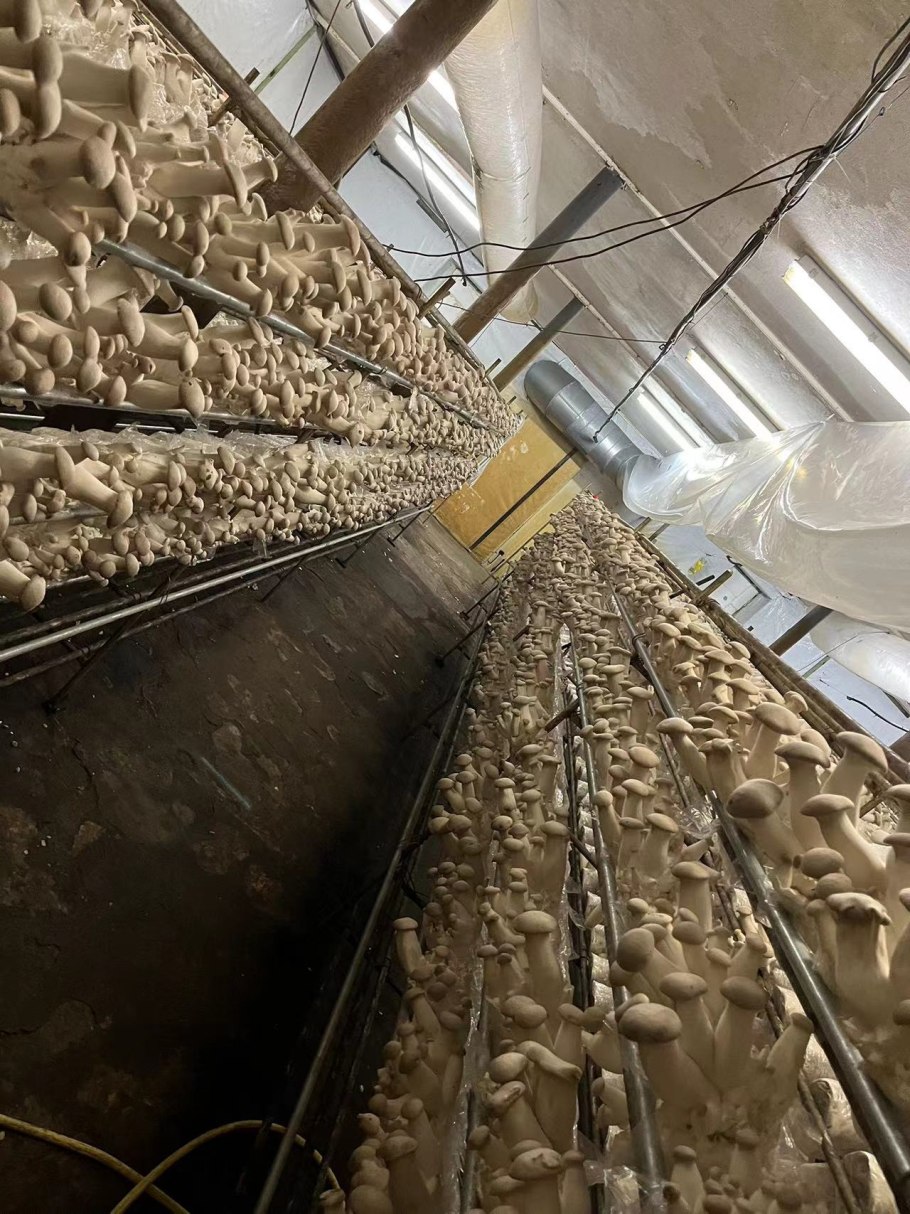 Грибы ферма шампиньоны