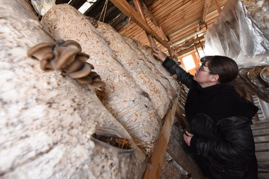 Грибы шампиньоны и вешенки