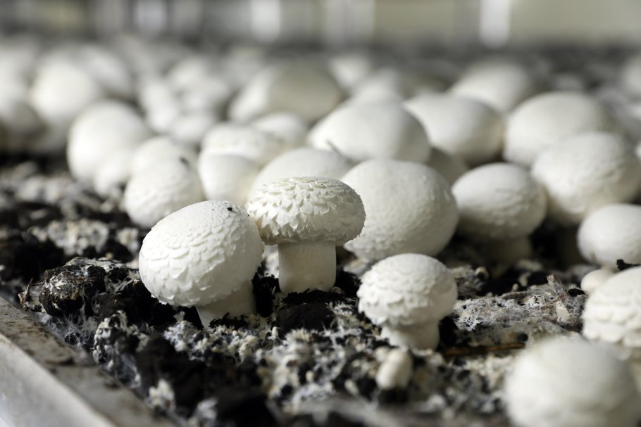 Выращивание шампиньонов