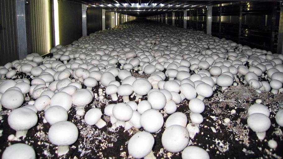 Сбор шампиньонов