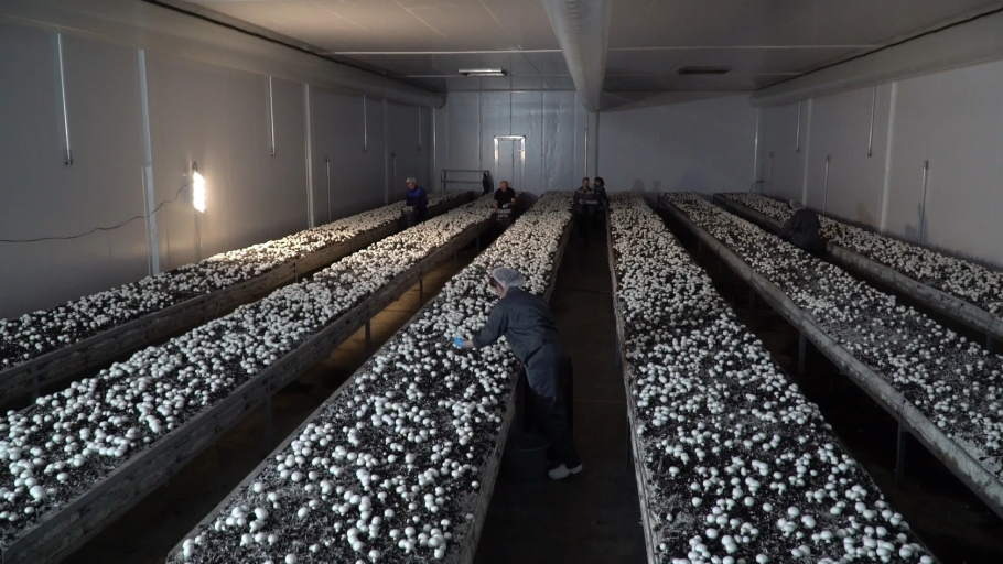 Грибница шампиньонов