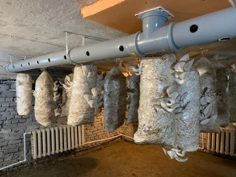 Грибная ферма шампиньоны