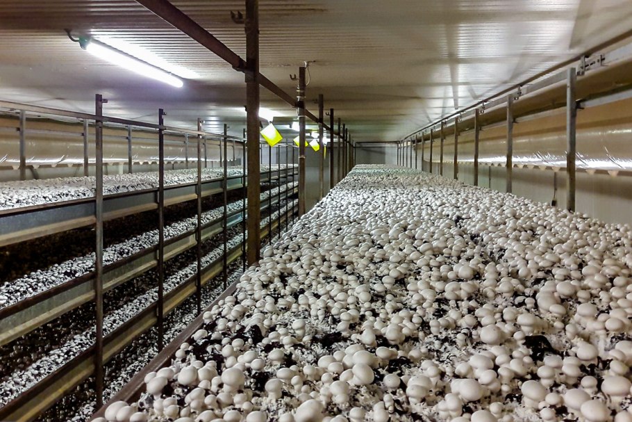 Грибная ферма вешенка