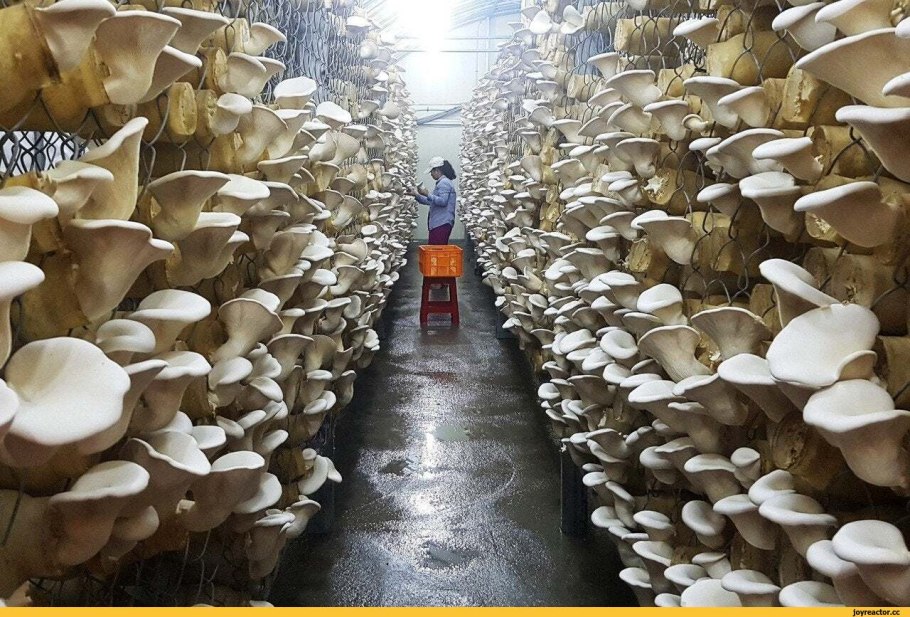 ООО Рязань машрумс групп