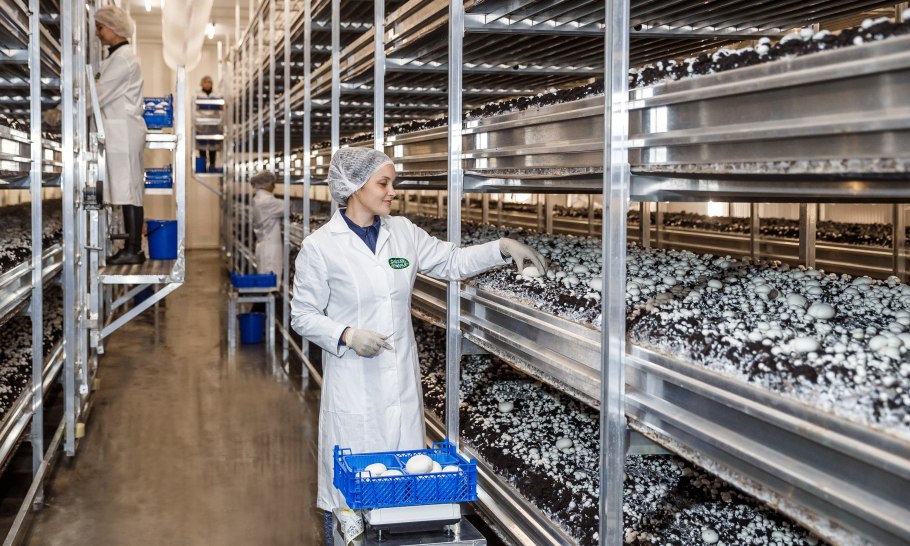 Грибоводство шампиньонов