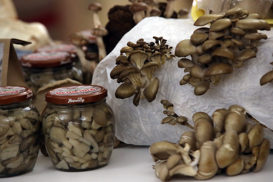 Грибная вешенка