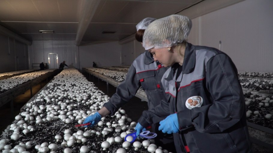 Вешенки грибы выращивание