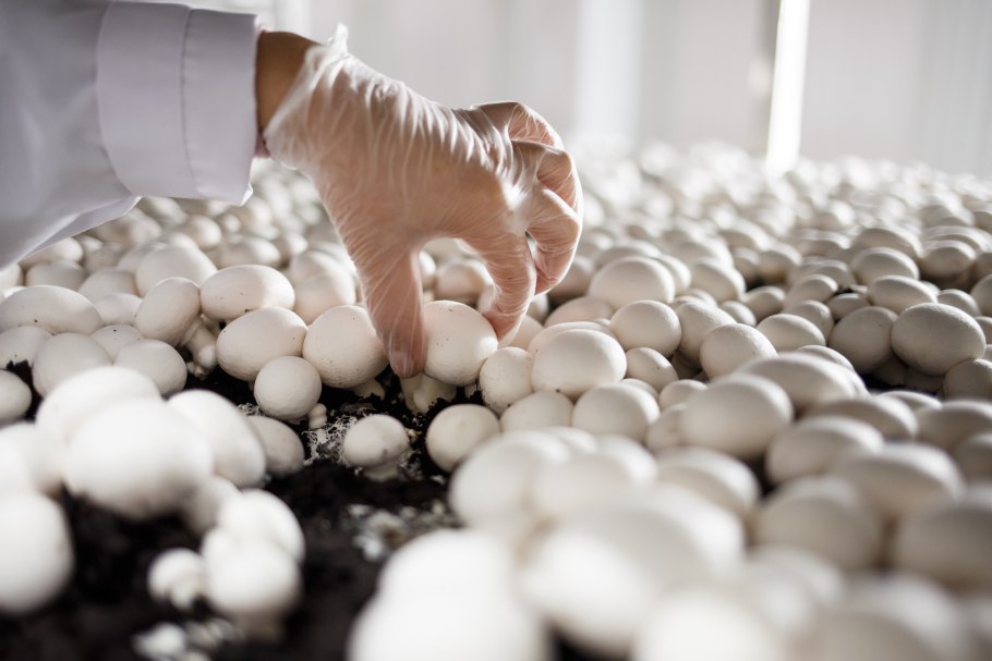 Производство грибов