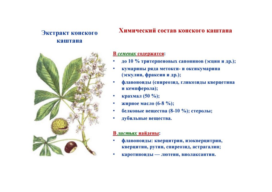 Характеристика листа каштана конского