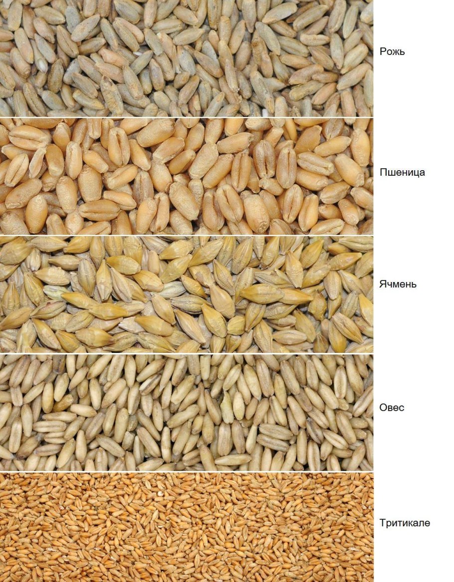 Пшеница рожь тритикале