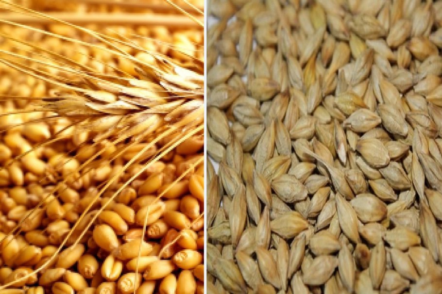 Пшеница и ячмень для скота
