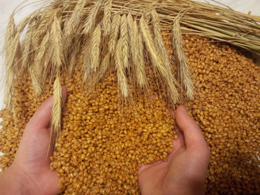 Пшеница собранная