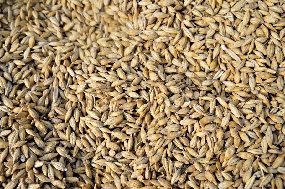 Кукуруза и ячмень