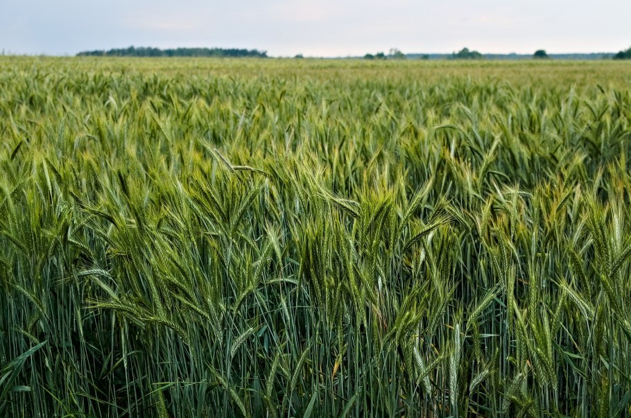 Ячмень горделиум