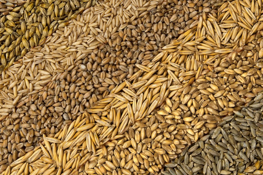 Ячмень овес кукуруза