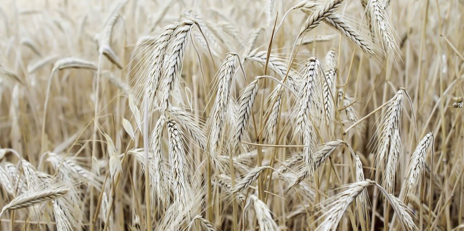 Зерна пшеницы и овса